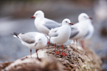 Birds, seagull and wood outdoor for wallpaper, break and balance in nature for rest. Fishing animals, natural habitat or environment on New Zealand island for freedom, sustainability or colony growth