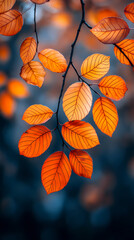 Obraz premium Orange fall leaves in park, autumn natural background