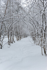 Fototapeta premium A narrow path between rows of bare trees covered in snow in a city park. The path is surrounded by trees on both sides, creating a tunnel effect.vertical photo
