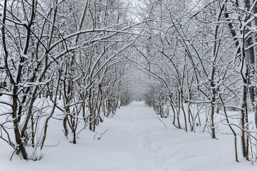 A narrow path between rows of bare trees covered in snow in a city park. The path is surrounded by trees on both sides, creating a tunnel effect.
