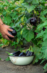 Eggplant harvest in the garden. Selective focus.