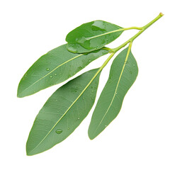 Fresh green bay leaves with droplets of water on a white isolated background.