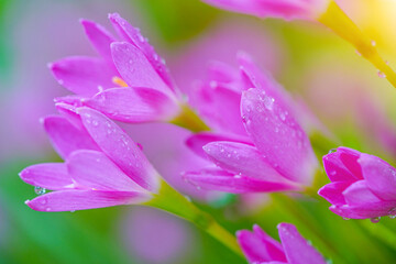 Fototapeta premium Beautiful Pink rain Lily (Zephyranthes rosea)
