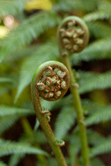Detail of fronds of a Tasmanian Tree Fern