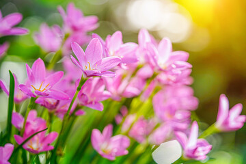 Beautiful Pink rain Lily (Zephyranthes rosea)