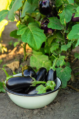 Eggplant harvest in the garden. Selective focus.