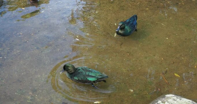 A couple of Black East Indian or Labrador ducks (Bantam duck breed) with greenish-black iridescent plumage swimming together on clear waters of a pond