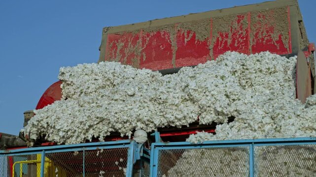 A large cotton harvester dumps the harvested cotton into a cart.
