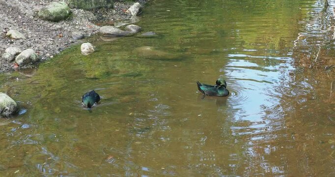 Bantam duck breed. A pair of rare Labrador ducks or black east indian ducks with impressively green plumage swimming on shallow waters of a pond