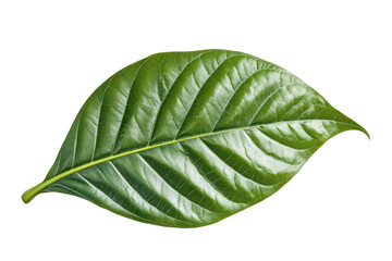 Obraz premium A single vibrant green cocoa leaf with visible veins and a smooth surface, captured in sharp detail