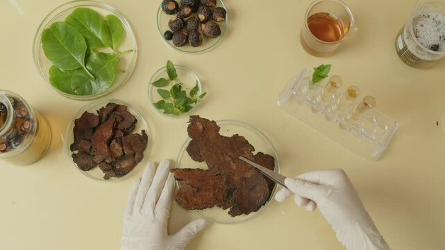 A scientist observes and studies a piece of dried herb picked up from a petri dish. A high-quality video sample using an overhead view showing all the ingredients and tools on the lab bench.