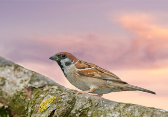 Bird, sparrow and branch outdoor with sky, nature and environment for conservation and wildlife. Animal, feather and passeridae specie with ecosystem, habitat or sustainability for biodiversity