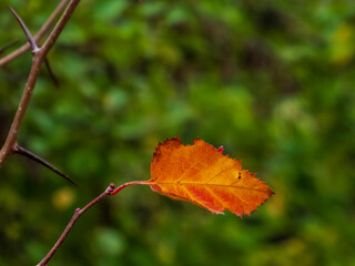 Golden autumn leaf on a branch