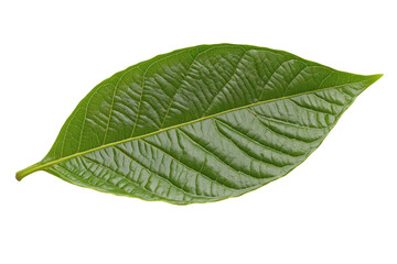Obraz premium A perfectly shaped green cocoa leaf with a natural glossy finish and intricate vein patterns.