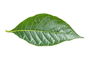 Obraz premium A fresh, symmetrical green cocoa leaf lying flat, with clear details of its texture and veins.