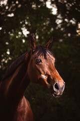 Obraz premium Pferd im Abendlicht. Braunes Pferd im Lichtschein