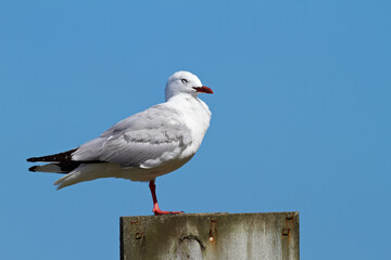 Bird, seagull and pillar at blue sky for wallpaper, break and balance in nature for rest. Fishing animal, natural environment and outdoor on New Zealand island for basking, sustainability and peace