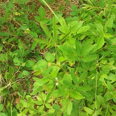 close up of green leaves