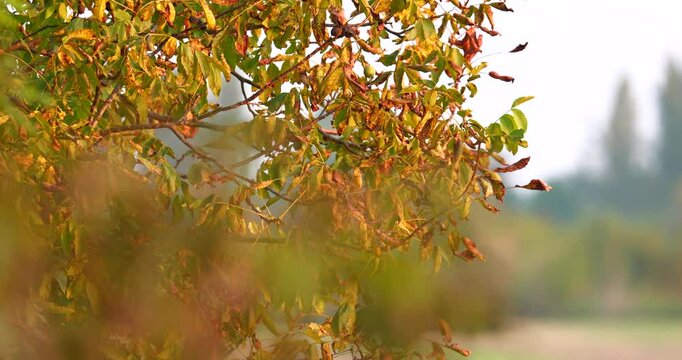 Horse chestnut tree next to farming land during autumn, with orange, yellow and brown coloured leaves