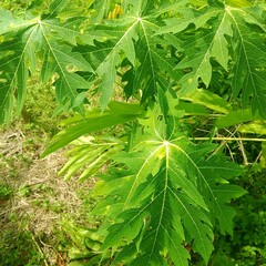 close up of leaves