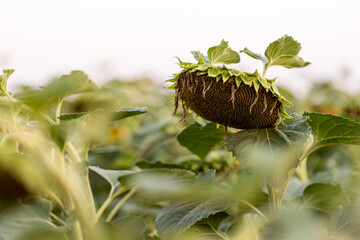 Sunflower field yellow summer close up