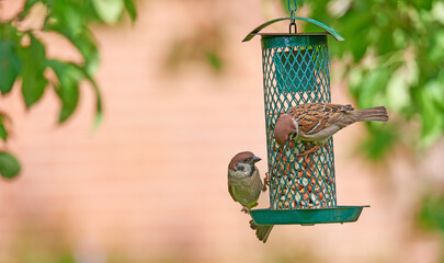 Birds, sparrow and feeder in garden with food source, seed and wildlife with eating. Feather,...