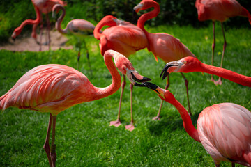 Flamingo birds fighting at the zoo