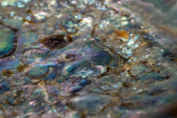 abalone rough texture