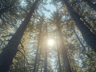 Fototapeta premium Tall pine trees with sunlight filtering through the branches in a serene forest setting.
