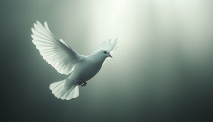 Obraz premium A graceful white bird soaring through soft light, symbolizing peace and freedom in nature.