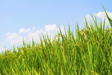 Fototapeta premium Ears of rice and blue sky