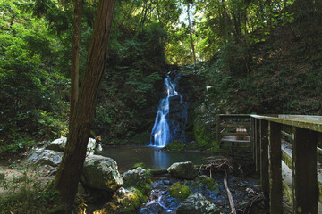 waterfall in lush green forest