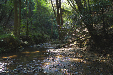a beautiful peaceful forest stream