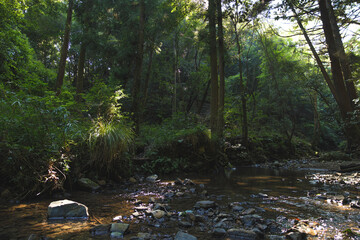 a beautiful peaceful forest stream