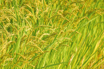  yellow rice ear of rice growing in autumn paddy field