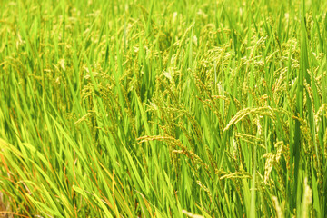 Fototapeta premium yellow rice ear of rice growing in autumn paddy field