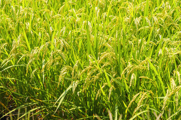  yellow rice ear of rice growing in autumn paddy field