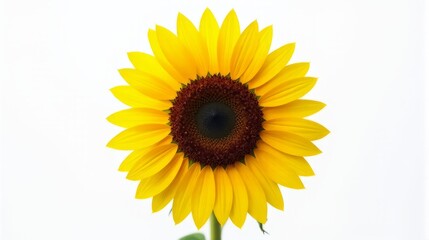 Fototapeta premium Single Vibrant Sunflower With Bright Yellow Petals and a Detailed Dark Brown Center Against a Clean White Isolated Background.
