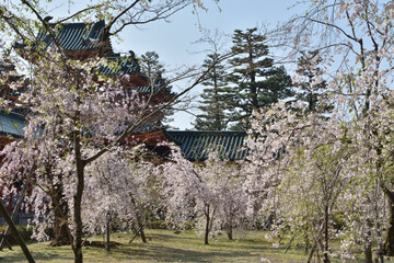 平安神宮の桜
