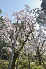 平安神宮の桜