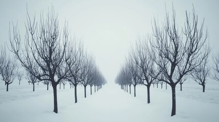 Fototapeta premium Snow-Covered Orchard in Symmetrical Rows
