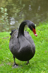 Elegant black swan ( Cygnus atratus) standing in the green grass near the park pond. Closeup photo of waterbird Cygnus atratus near the lake. Free copy space.