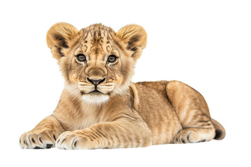 Obraz premium Adorable Lion Cub Isolated on a transparent Background Ideal for Wildlife Articles and Educational Promotions