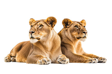 Majestic Lions Isolated on transparent Background Perfect for Wildlife Conservation Awareness Campaigns or Educational Projects