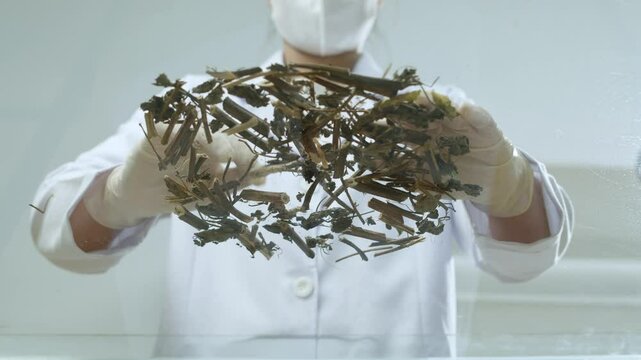 A transparent glass table is used by the scientist to observe some dry herb particles that have been mixed together. Quality footage of a modern scientific experiment.