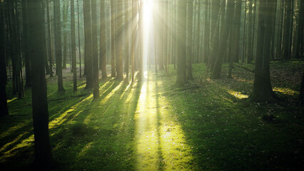 Naklejka premium Magical sun beams in the green morning woods. 