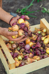 Onion harvest in the garden. Selective focus.