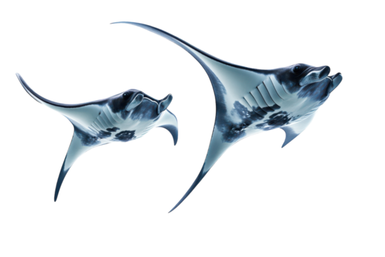 Stunning Image of Manta Rays Gliding Gracefully Across a transparent Background Perfect for Marine Life Education and Conservation Themes