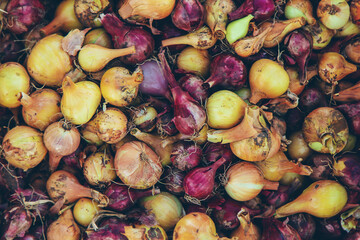 Onion harvest in the garden. Selective focus.