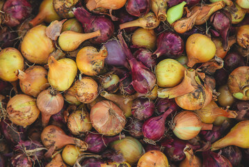 Onion harvest in the garden. Selective focus.